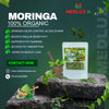 Moringa Capsules – Filled With Vitamins & Minerals, Improves Overall Health